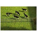 FALLER Fence systems for stalls and open stable farm (272408)