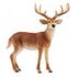 SCHLEICH Wild Life - White-Tailed Deer (14818)