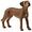 SCHLEICH Farm World - Rhodesian Ridgeback (13895)