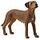 SCHLEICH Farm World - Rhodesian Ridgeback (13895)