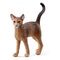 SCHLEICH Farm World - Abyssinian Cat (13964)
