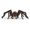 SCHLEICH Wizarding World - Harry Potter: Aragog (13987)
