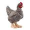 SCHLEICH Farm World - Plymouth Rock Chicken (13997)